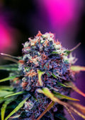 CBD+ Black Widow