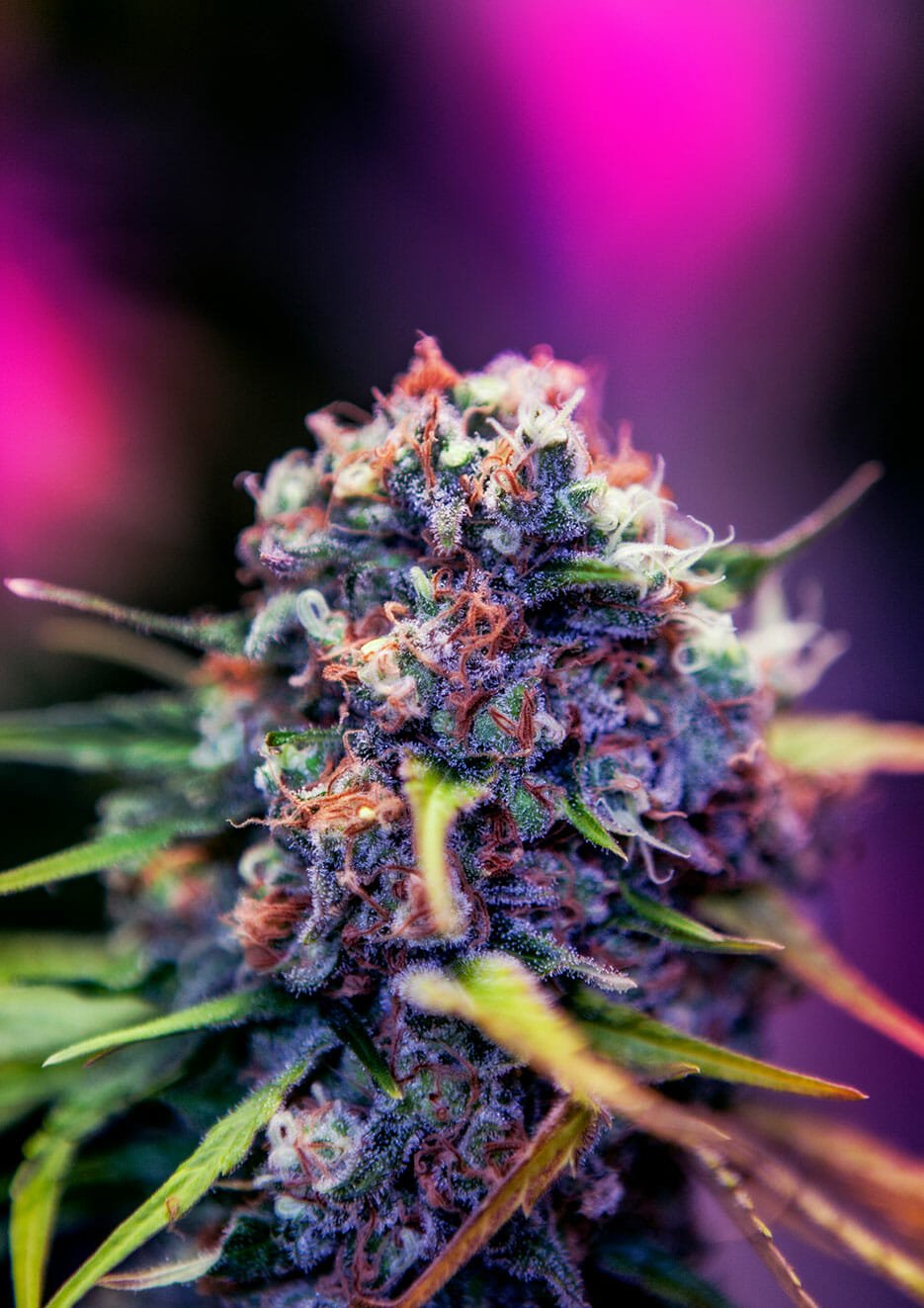 CBD+ Black Widow