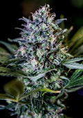 CBD+ 1:20