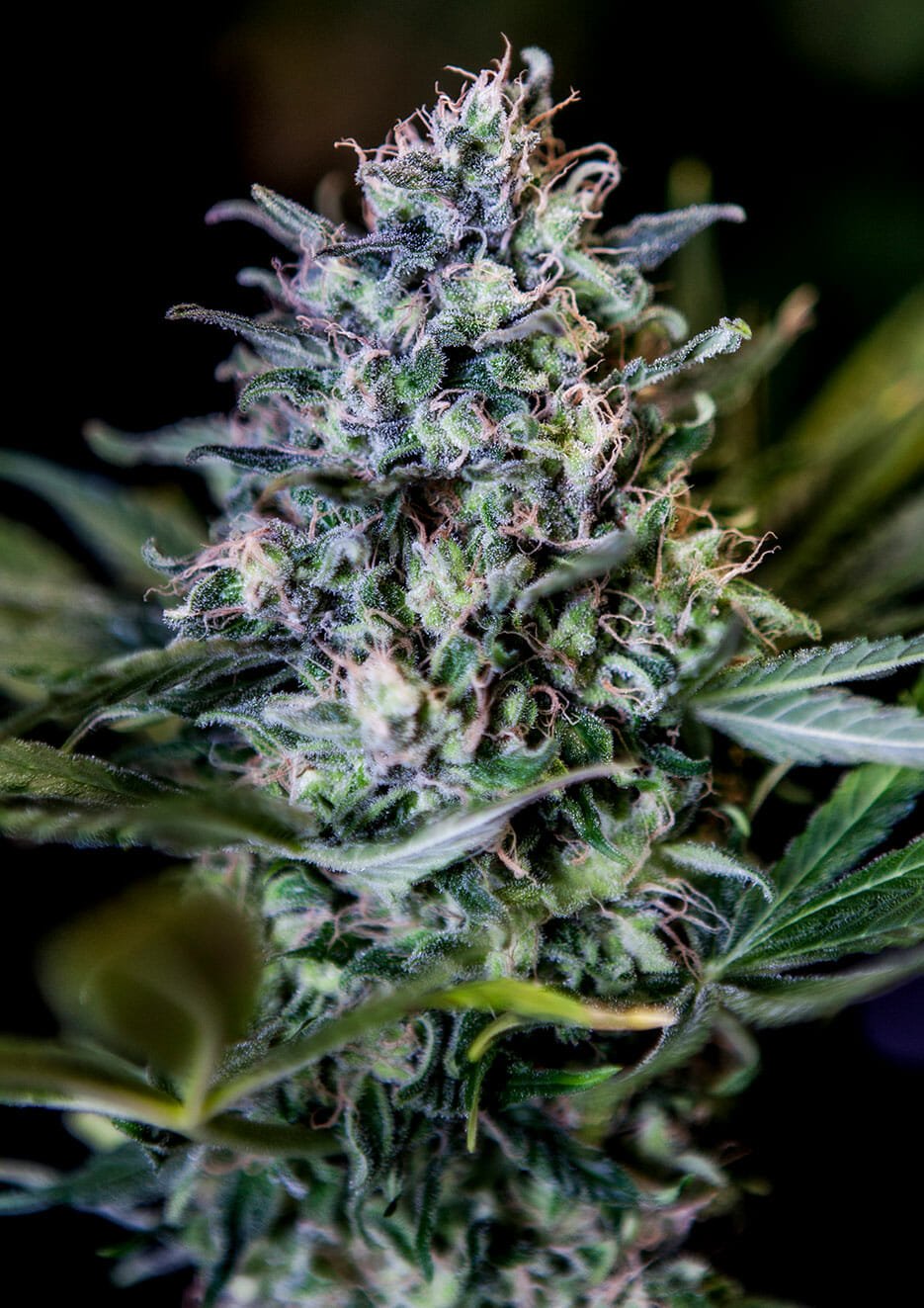 CBD+ 1:20