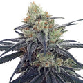 CBD #1 Feminizada