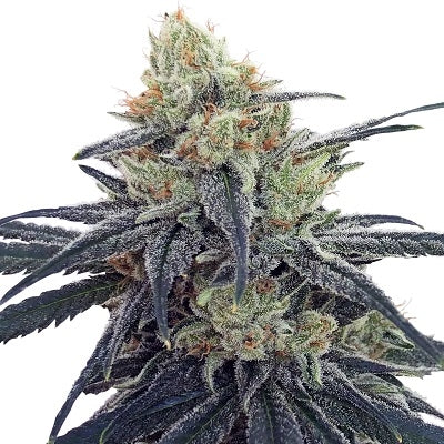 CBD #1 Feminizada