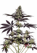 CBD+ Caramelice Auto