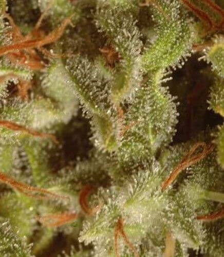 Champions Pack Sativa Feminizada de Paradise Seeds