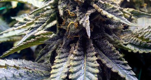 Chocolate Mint OG