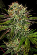 Chocolate Wafflez Feminizada de Paradise Seeds