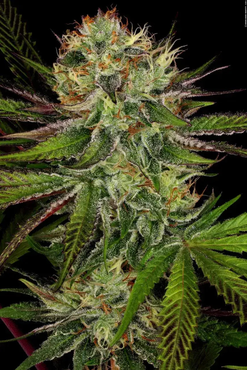 Chocolate Wafflez Feminizada de Paradise Seeds