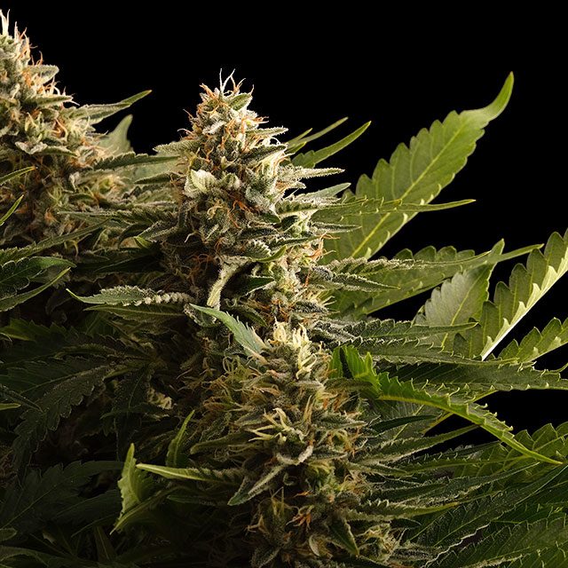 Colombian Jack
