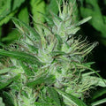 Congo Feminizada