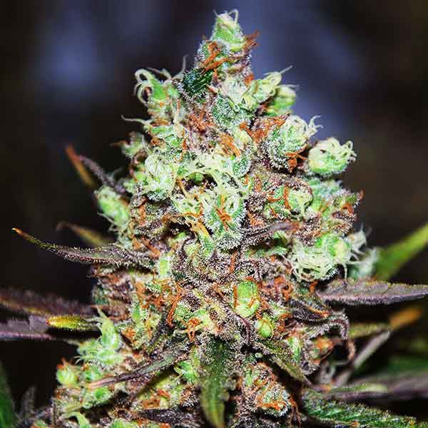 Cotton Candy Kush ®