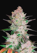 Cream Cookies Auto Autofloreciente de Fast Buds