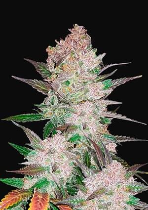 Cream Cookies Auto Autofloreciente de Fast Buds