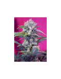 Cream Mandarine Auto®