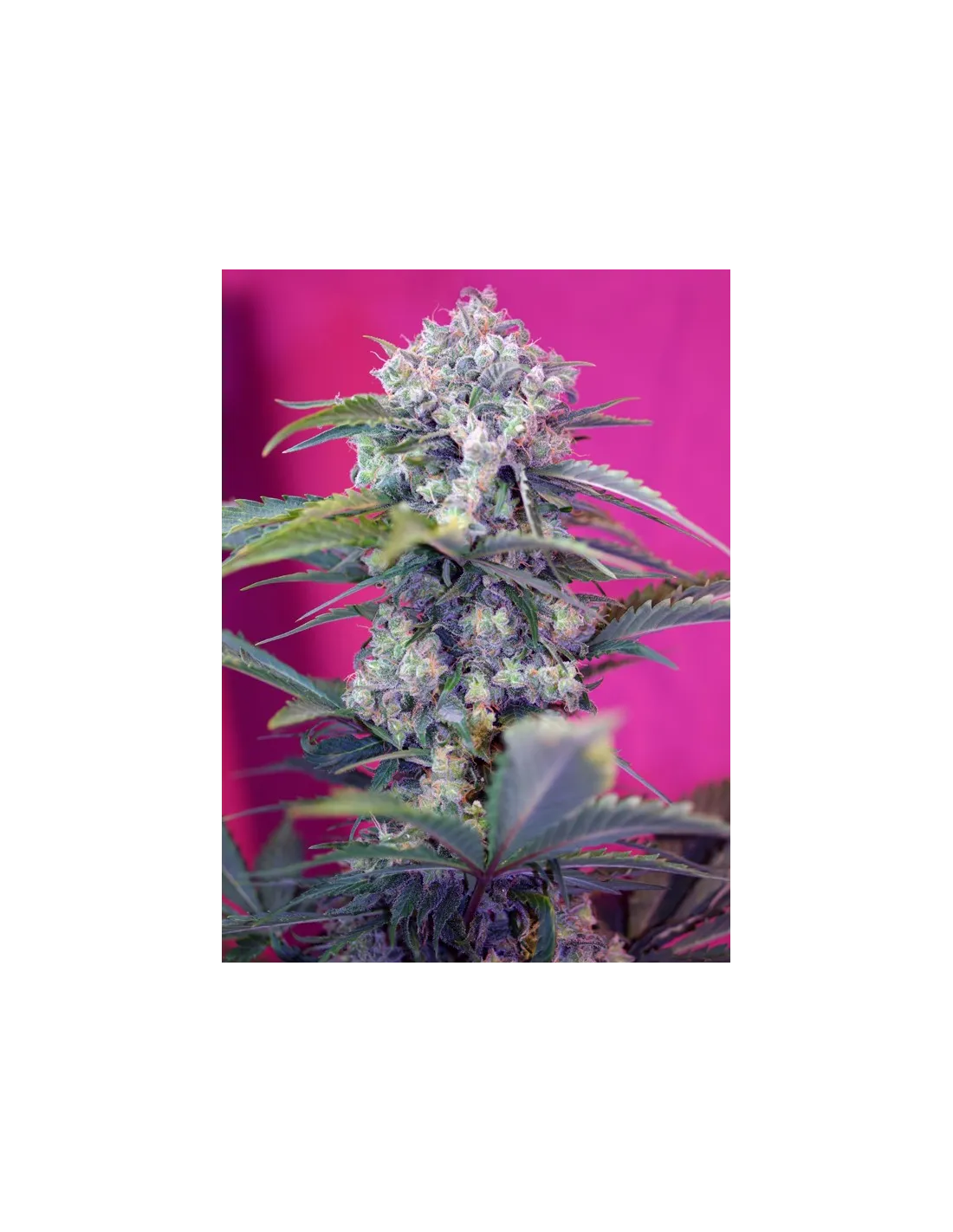 Cream Mandarine Auto®