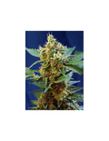 Cream Mandarine XL Auto®
