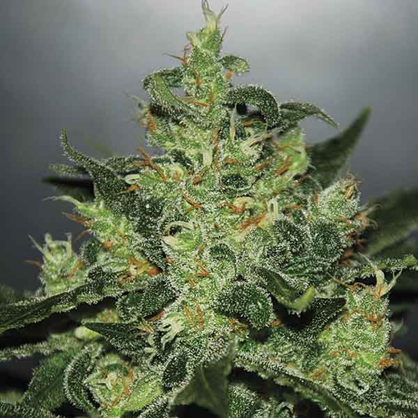 Critical Jack Herer Auto ®