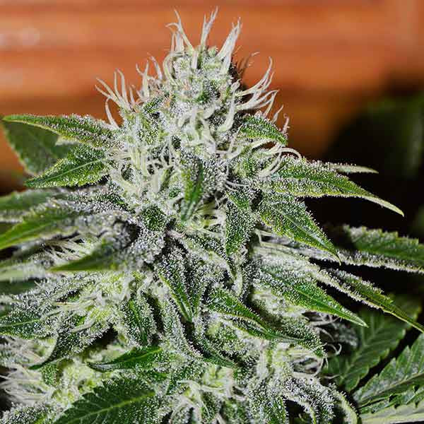 Critical Jack Herer ®