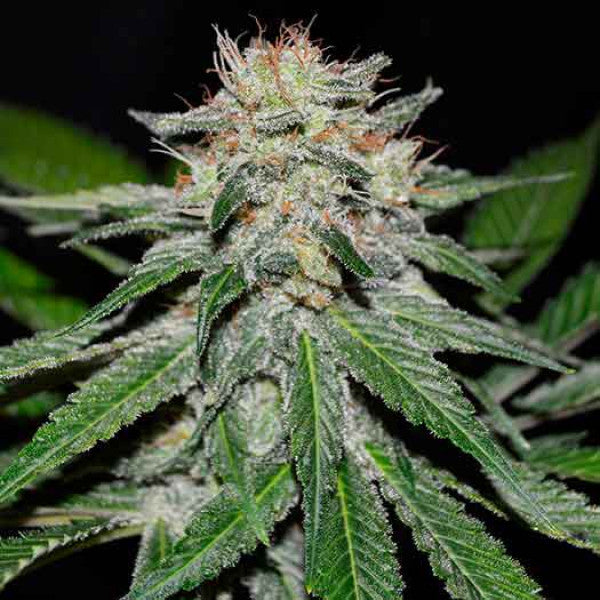 Critical Neville Haze Early Version ®