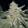 Critical Neville Haze ®