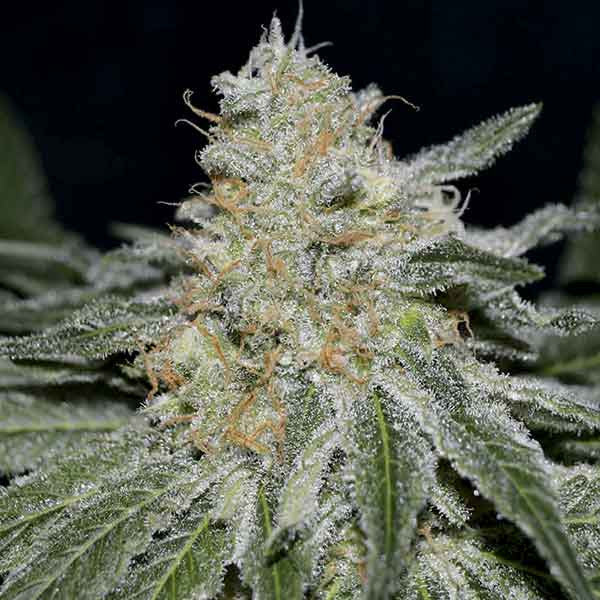 Critical Neville Haze ®