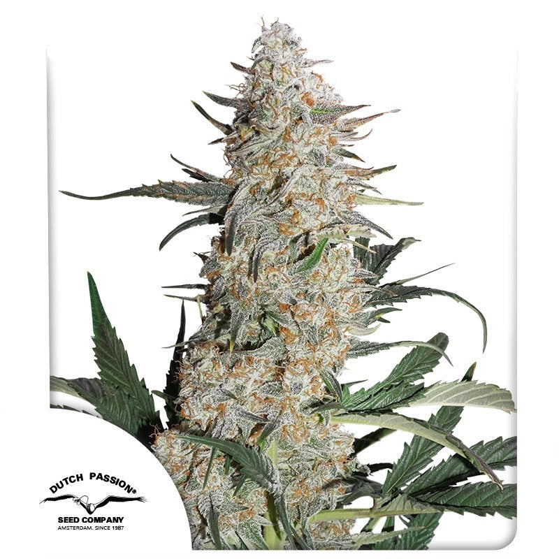 Critical Orange Punch®