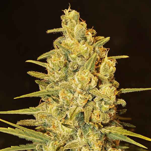 Critical Sensi Star ®