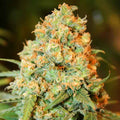 Critical Super Silver Haze ®
