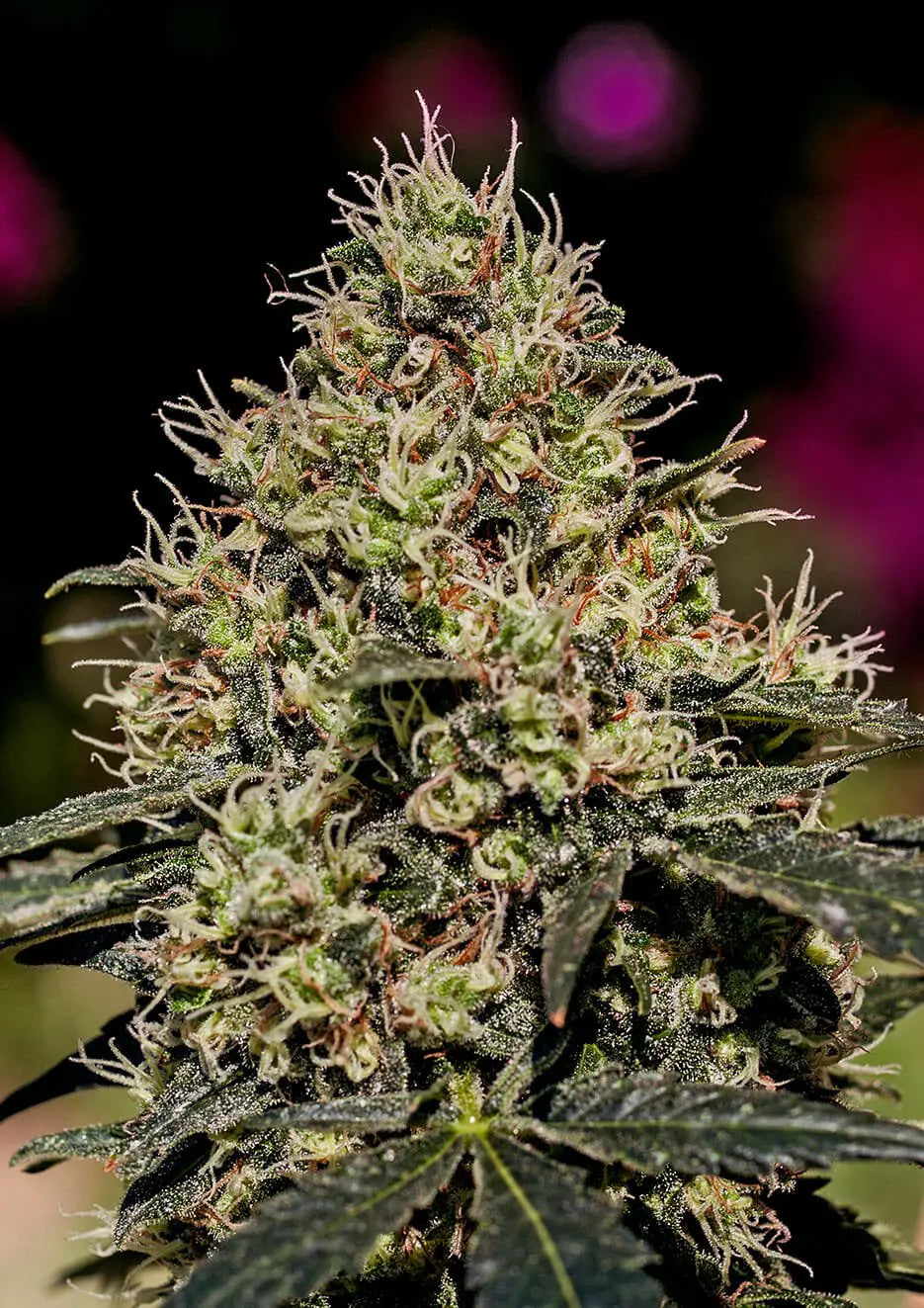 Critical#47