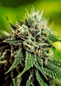 Critical♯47 Auto