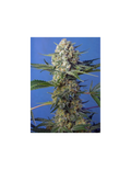 Crystal Candy F1 Fast Version®