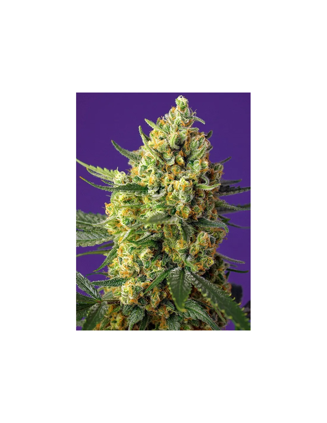 Crystal Candy XL Auto®