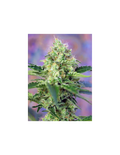 Crystal Candy®