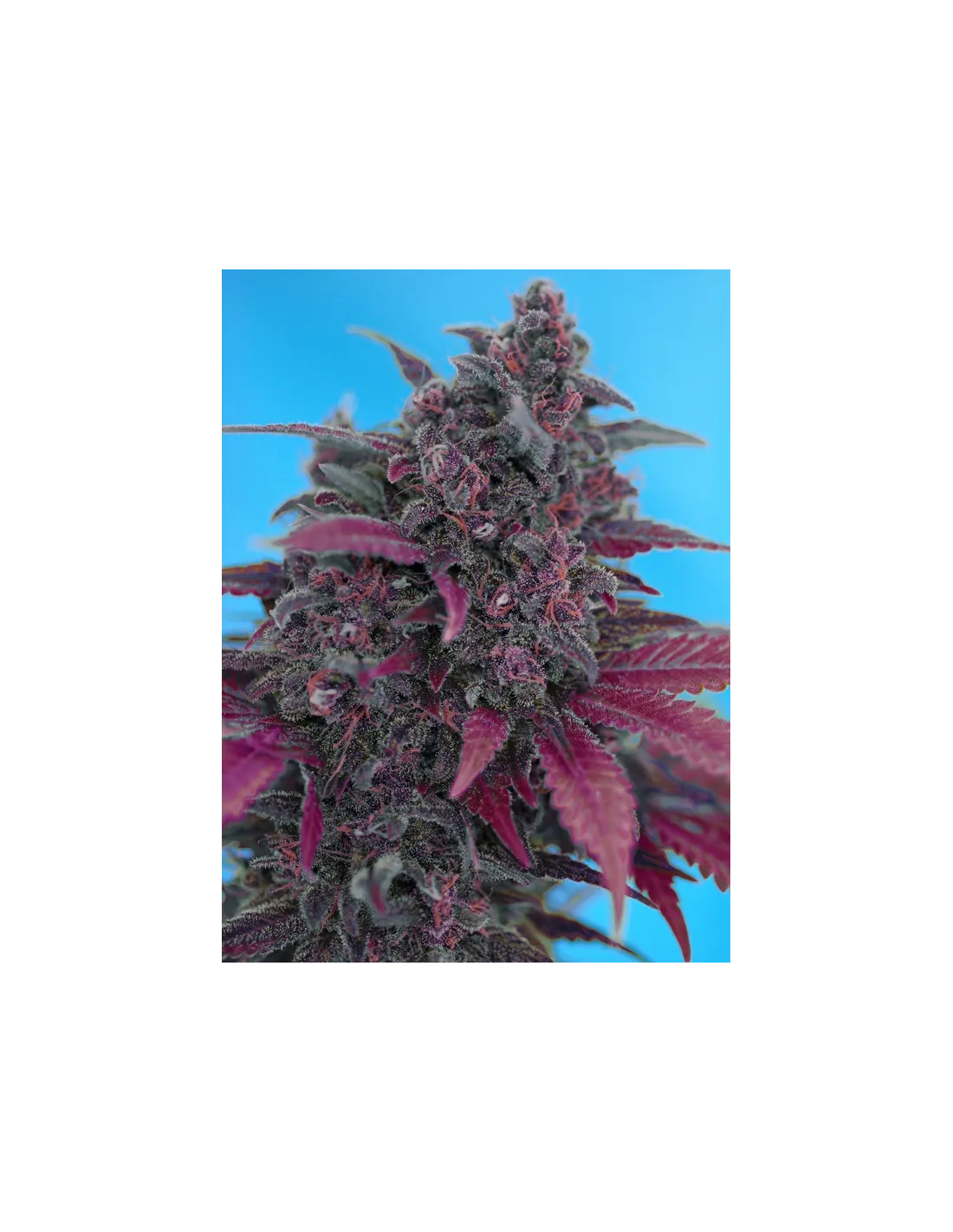 Dark Devil Auto®