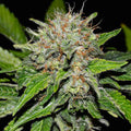 Deep Mandarine ®
