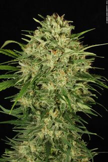 DelaHaze Feminizada de Paradise Seeds