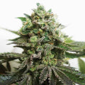 Delimed CBD Plus ®