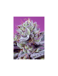 Diablo’s Delight XL Auto®