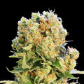 Diesel Glue