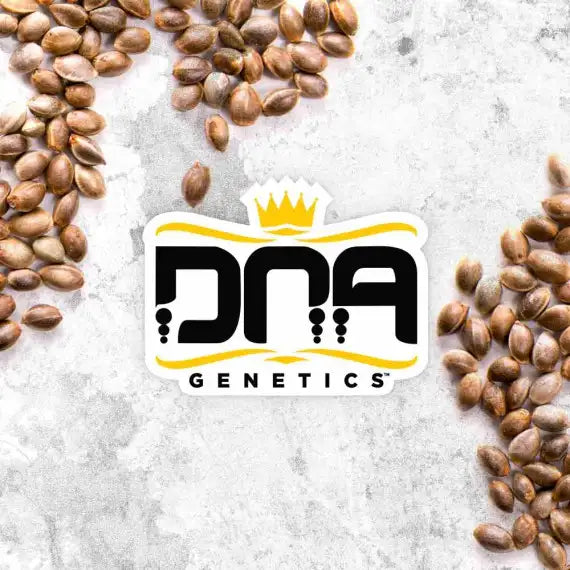 Patrick Swayze Auto Cannabis Seeds