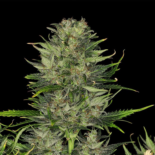 Dosidos Auto