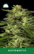 Dream Queen Auto Autofloreciente de Humboldt Seed Company