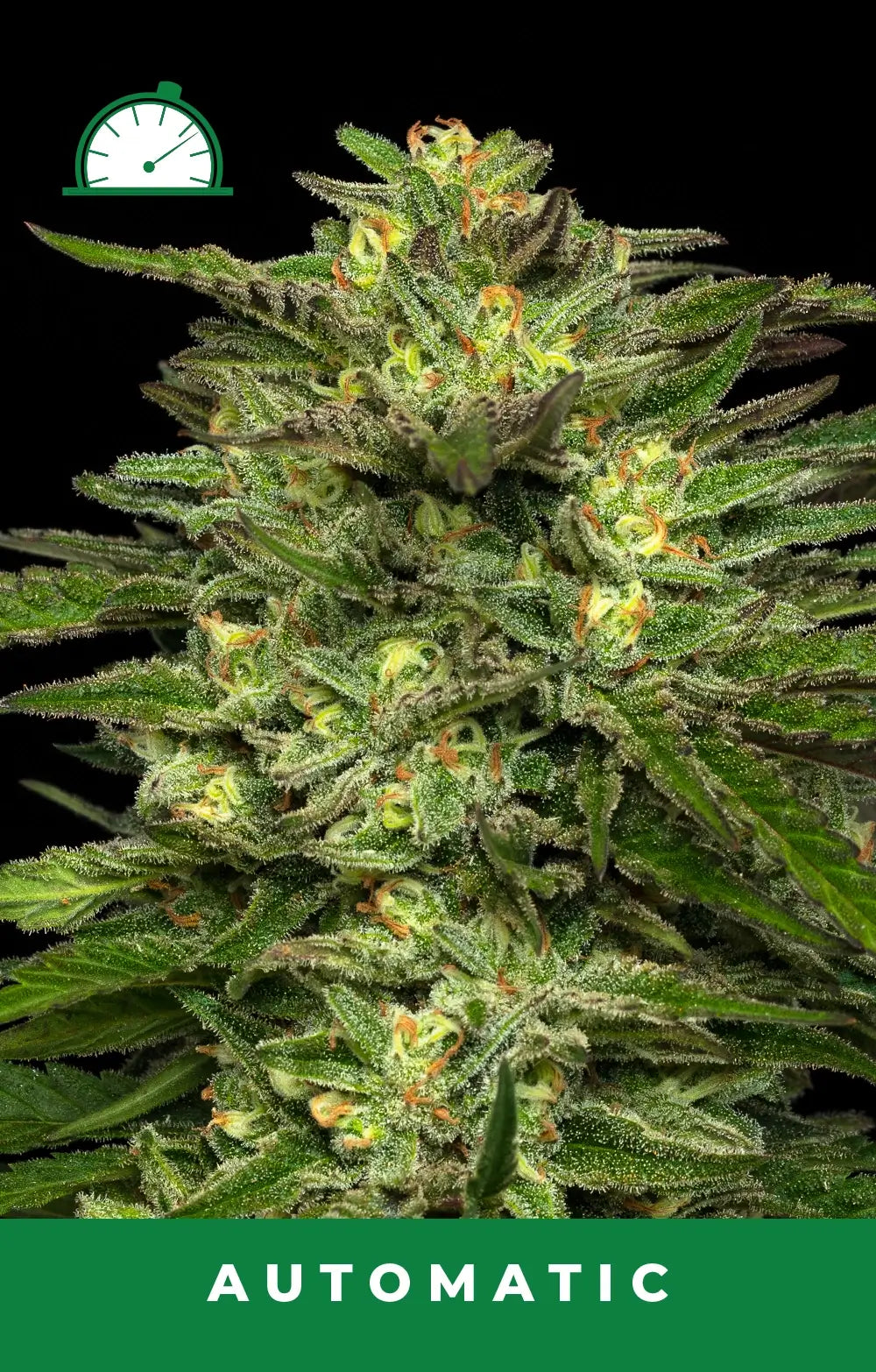 Dream Queen Auto Autofloreciente de Humboldt Seed Company