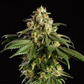 Dream Sherbet
