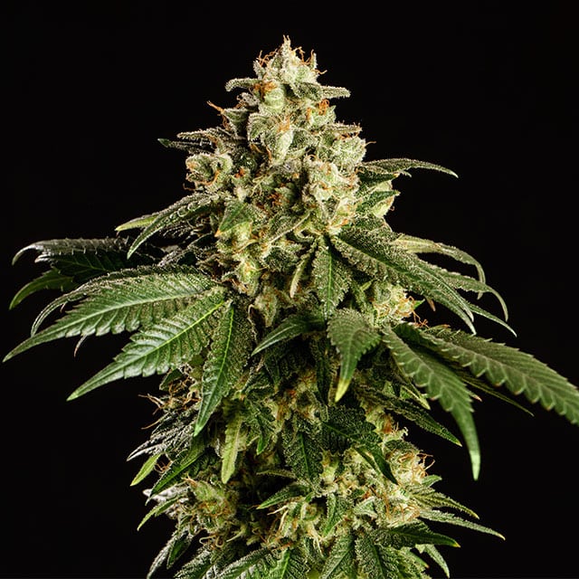 Dream Sherbet