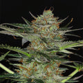 Dream Sherbet Auto
