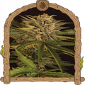 Dr. Greenman Pure CBD Strain