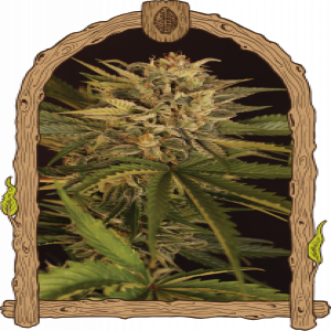 Dr. Greenman Pure CBD Strain