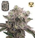 Drizl Pickl© Feminized Cannabis Seeds