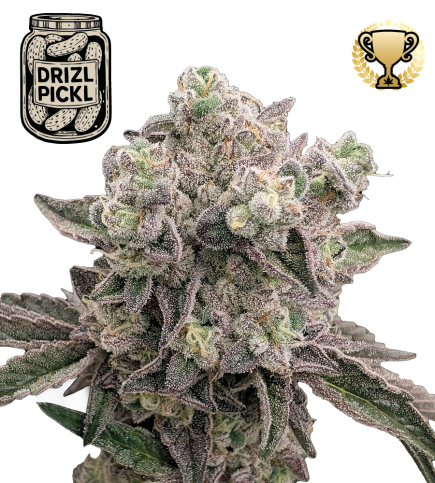 Drizl Pickl© Feminized Cannabis Seeds