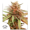 Durban Dew